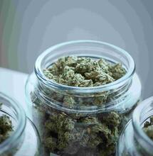 ¿Cuánto tiempo puedo almacenar Cannabis?