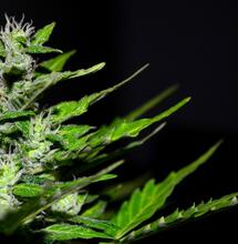 budding green lush cannabis plant.