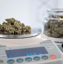 Was sind die wirtschaftlichen Folgen der Cannabis-Legalisierung?