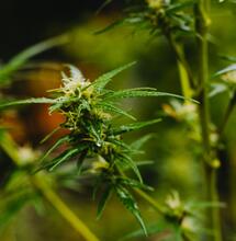 Calcio, azufre y magnesio, nutrientes secundarios del cannabis.