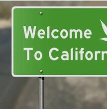 Illegal Grows are killing Californian Forests