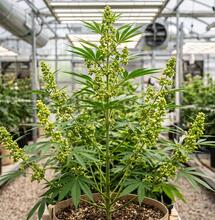 Cómo los bioestimulantes y el hábitat transforman el polen de cannabis