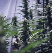 California report, court cases cannabis sealing