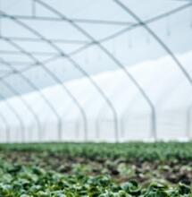 Esquejes, germinación, vegetativo y floración, todos los ciclos se benefician con las camas calientes o frías.