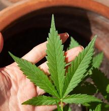 Learn about main research takeaways for cannabis use in fibromyalgia - for which disease symptoms marijuana can offer relief and for which it doesn’t. 