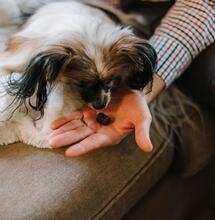 Can CBD help anxious pets over the holidays?