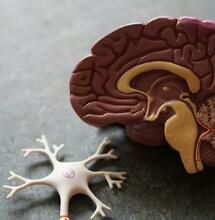 Does the Brain Recover After Quitting Marijuana?