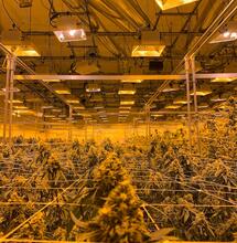 Canada destroyed 425 million grams of Weed in 2021