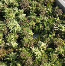 Canada unsold cannabis record