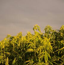 Guía para cáñamo alto en CBD: mulching, esquejes y control de THC