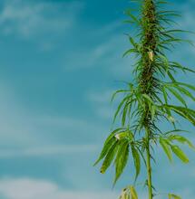 Por qué las plantas de THC tienen fibras más gruesas que el cáñamo industrial