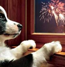 CBD: a Capodanno può aiutare i nostri amici a 4 zampe