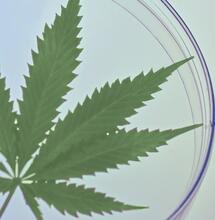 Efectos de los cannabinoides en el cuerpo humano.