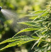 Cannabinoides contra plagas: insecticida natural