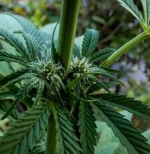 Cannabinoids Versus Terpenes - Who Does What?