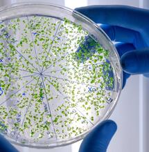 Por qué y cómo hongos y bacterias mejoran el cultivo cannábico. Foto: Freepik.