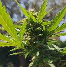 8 dritte per coltivare Cannabis all'aperto