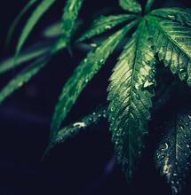 Coltivare Cannabis senza luce, un futuro possibile