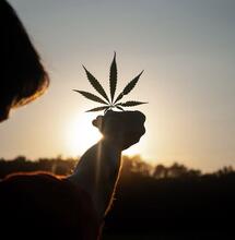 Chi ha scoperto la Cannabis?