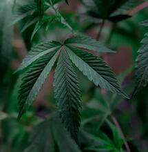 Buenas prácticas para prevenir hongos en el cannabis.