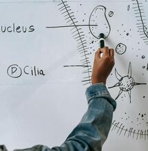 Cannabis y genética: ¿hay cambios en el ADN?