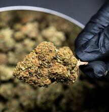 Canapa Sativa chiama la UE per difendersi dal Governo