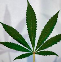 ¿Cáñamo, cannabis o marihuana?