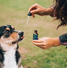 Colombia por autorizar cannabis para mascotas.