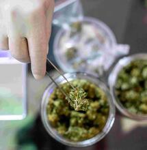 Cannabis medica in Italia, il parere dei medici