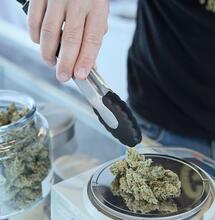 Cannabis terapeutica e ricreativa: quali differenze?