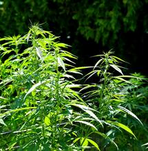 Konopí možná pochází z Číny