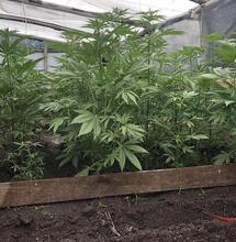 Protege al cannabis de temperaturas extremas y hongos