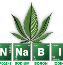 Obtienen nuevos cannabinoides de levaduras