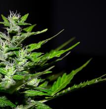 Canada: les conséquences de la légalisation sur le cannabis médical
