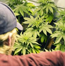 Cannabis compound discovered by scientists could be 30 times more powerful than THC