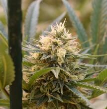 Milky Way in de Bonanza 250 kweekkast - Deel 7