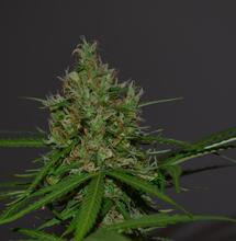 Milky Way in de Bonanza 250 kweekkast - Deel 6