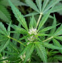 Milky Way in de Bonanza 250 kweekkast - Deel 9