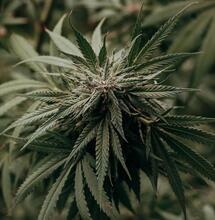 Goed nieuws over coffeeshops