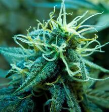 Purple Punch: purpurowy sen o żywicy