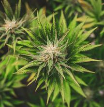 Konopne żniwa, czyli jak ja mam to zebrać