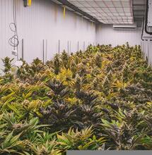 Królowa Ogrodu: Sweet Zkittlez® od Sweet Seeds®