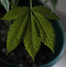 Kolejne stany USA legalizują marihuanę