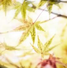 Cannabiskonsum bei Hitzewellen 
