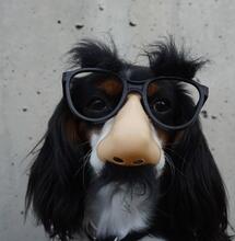 a funny dog picture. 