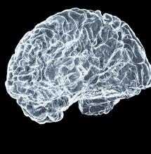 How Cannabis Affects the Brain