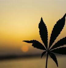 cannabis and losing weight