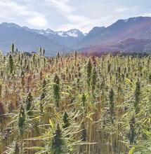 cannabis antiguo asia