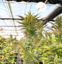 Cannabis Banking Reform Gets Nothing in $900 Billion Coronavirus Relief Package