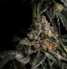 Bud Flattening and Maturation in Late Flowering